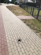 Foto: Rohr-Abdeckung auf Gehweg fehlt 