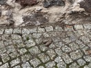 Foto: Hundekot 