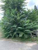 Foto: Wildwuchs 