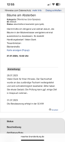 Foto: Sterbende Bäume  