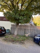 Foto: Laub  