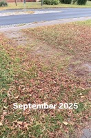 Foto: Zugewachsener Übergangsweg 