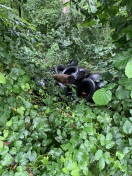 Foto: Autoreifen im Wald  