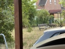 Foto: Und wieder die Wildschweine 