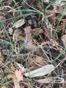 Foto: Eichen-Prozessionsspinner im Park! 