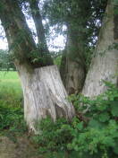 Foto: Baum neigt sich 