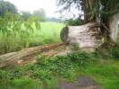Foto: Baum 