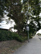 Foto: Toter Baum  