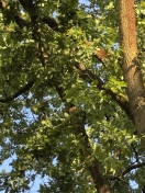 Foto: Abgebrochener Ast  