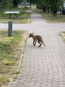 Foto: ID: 348446 Fotos vom Fuchs in Ahrensdorf  