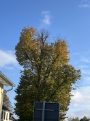 Foto: Straßenbaum Nr. 1, Landesstraße L 86 