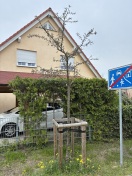 Foto: Wieder ein Baum im Ulmenring tot 