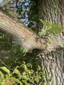 Foto: Eichenprozessionsspinner Nest 