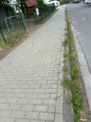 Foto: Wildwuchs und Wintersplit 