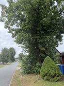 Foto: Trockenes Äste am Baum  