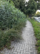 Foto: Zugewachsener Radweg  Golßen -> Prierow 