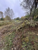 Foto: Umgefallen  Baum  