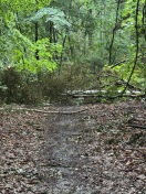 Foto: Versperrte Waldwege  
