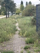 Foto: Trebbin | Am Bohldamm 2 | Gehweg zugewachsen 