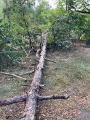 Foto: Behinderung durch Baum 