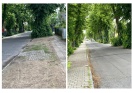 Foto: Linden, Wassertriebe 