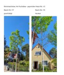 Foto: Trockene Linden 