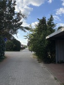 Foto: Sichtbeschränkung durch Wildwuchs 