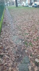 Foto: Flächen nicht vom Laub entfernt 