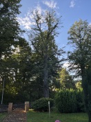 Foto: Baum ist krank 