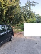 Foto: Bruch gefährdeter Baum 