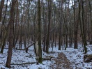 Foto: Abgeknickte Bäume über TK4 Weg hängend 