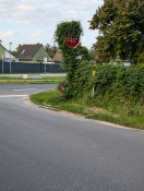 Foto: Straßenschild zugewuchert 