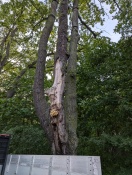 Foto: Straßenbaum hat Pilzbefall  