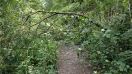Foto: Sturmschaden 