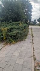 Foto: Grünwuchs Gehweg 