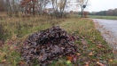 Foto: illegale Entsorgung von Laub 