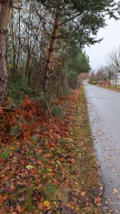 Foto: Bäume beschnitten und Äste liegen gelassen 