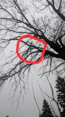 Foto: Teilstück der Baumkrone gebrochen 