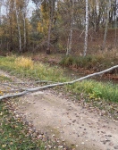 Foto: Umgestürzter Baum 