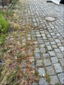 Foto: Unkraut 