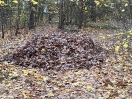 Foto: Laubablagerung durch Bauhof im Bannwald 