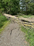 Foto: Baum umgekippt auf Weg 
