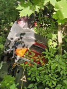 Foto: Moped im Wald  