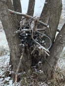 Foto: Fahrrad im Baum 