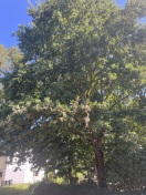 Foto: Äste der Bäume beeinträchtigen die Fahrbahn 