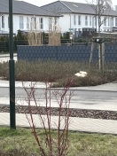 Foto: Verkehrsschild in Gebüsch 