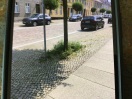 Foto: Unkraut auf dem Geweg 