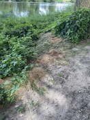 Foto: Illegale entsorgen von Gartenabfällen  