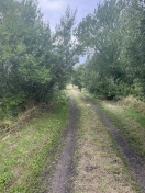 Foto: Weg zugewuchert  