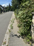 Foto: Dornenhecke versperrt Gehweg  